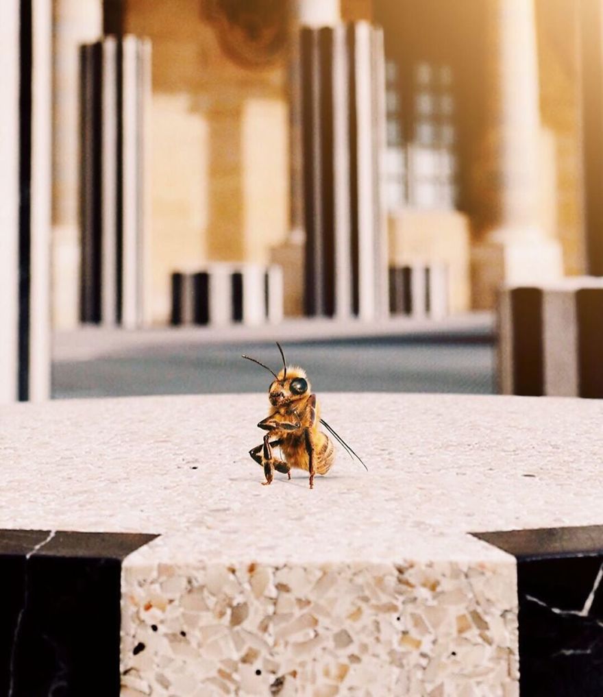 The World's First Influential Bee Is An Activist For The Preservation Of Its Species