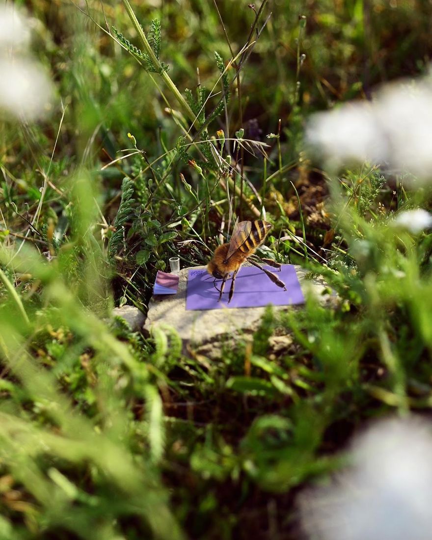 The World's First Influential Bee Is An Activist For The Preservation Of Its Species