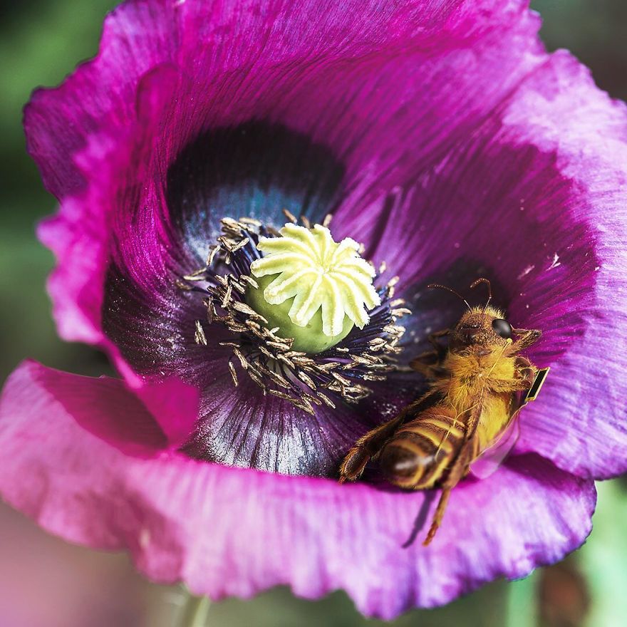 The World's First Influential Bee Is An Activist For The Preservation Of Its Species