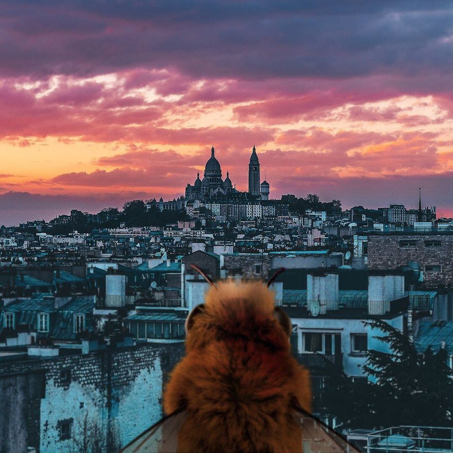 The World's First Influential Bee Is An Activist For The Preservation Of Its Species