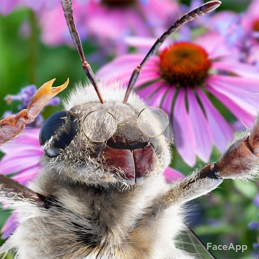 The World's First Influential Bee Is An Activist For The Preservation Of Its Species