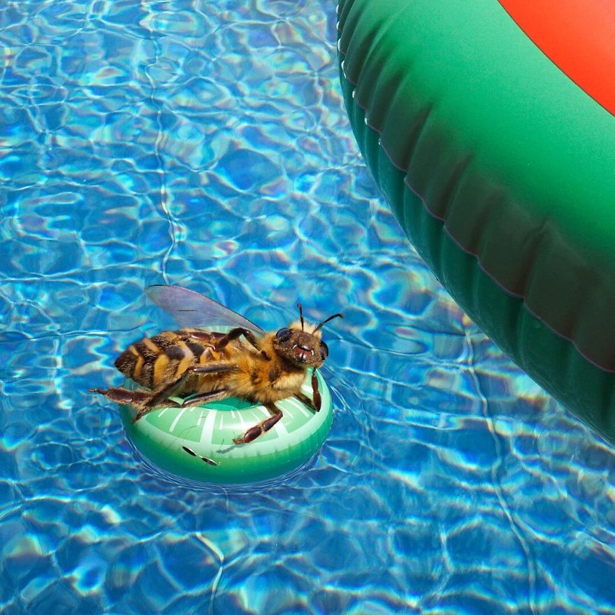 The World's First Influential Bee Is An Activist For The Preservation Of Its Species