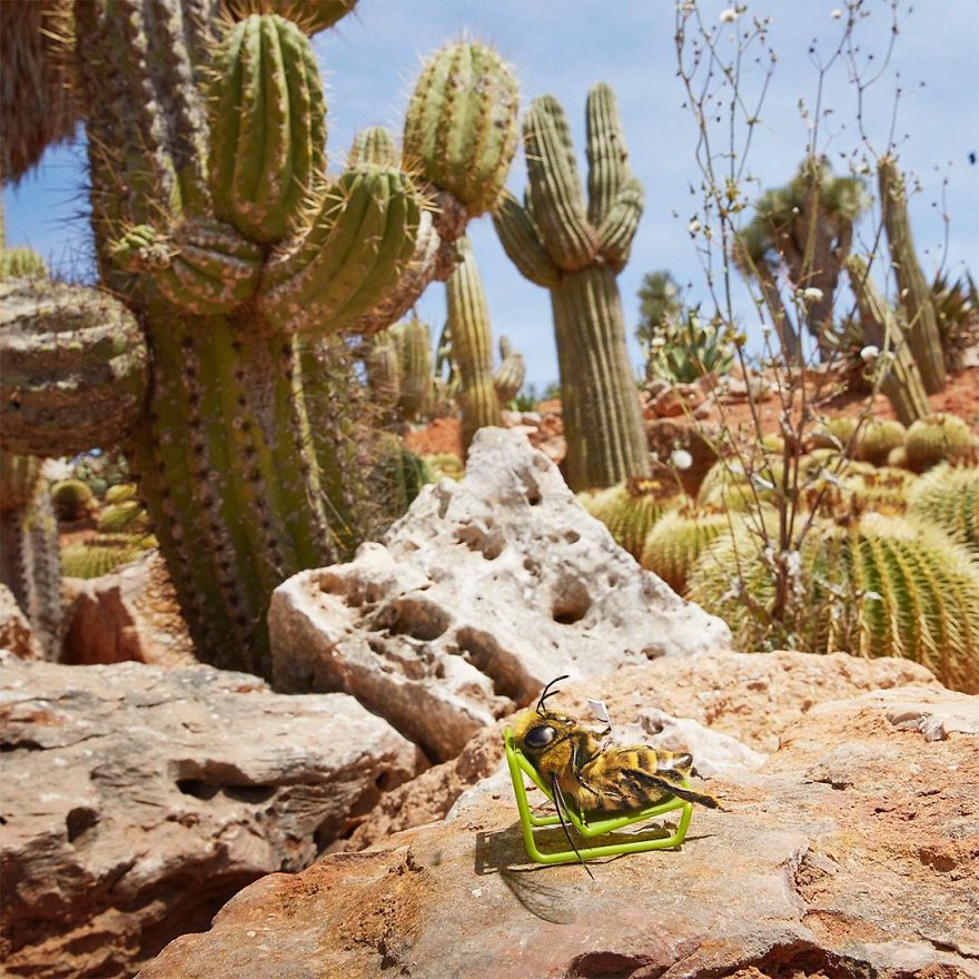 The World's First Influential Bee Is An Activist For The Preservation Of Its Species