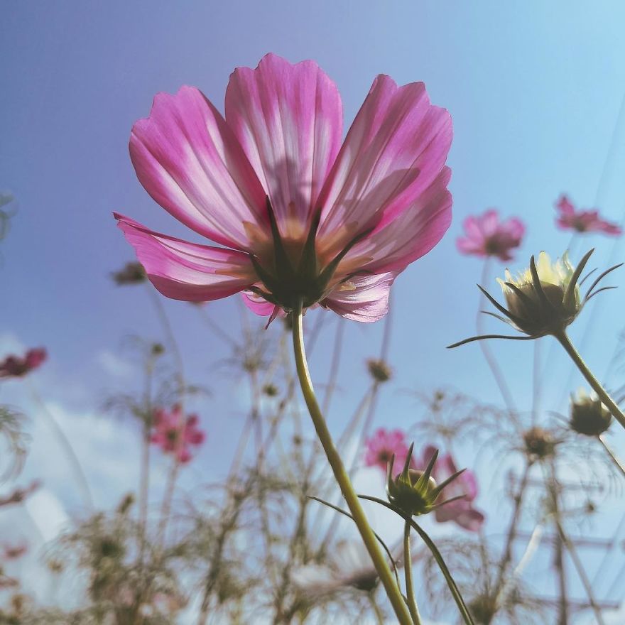 The World's First Influential Bee Is An Activist For The Preservation Of Its Species