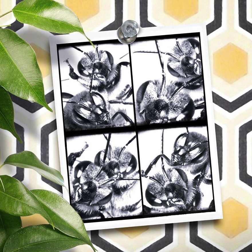 The World's First Influential Bee Is An Activist For The Preservation Of Its Species