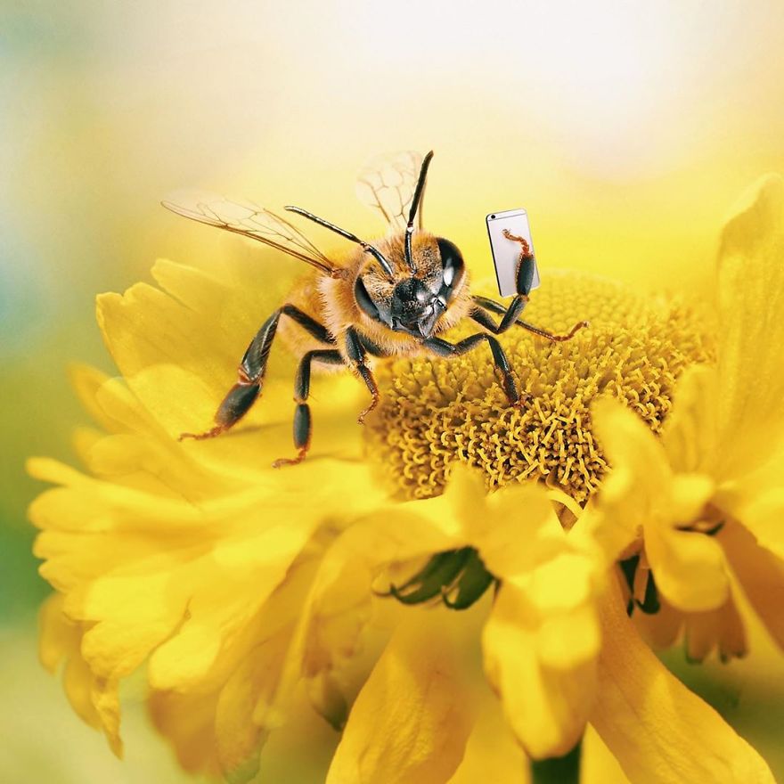 The World's First Influential Bee Is An Activist For The Preservation Of Its Species