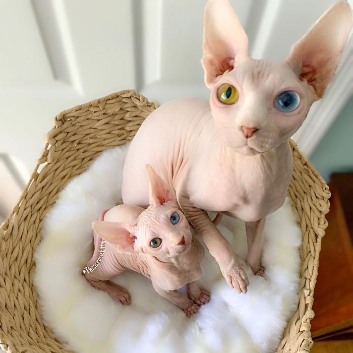 My Daughter Researched That A Sphynx Is The Best Cat For Our Family And Although I Was Hesitant At First, She Was Right