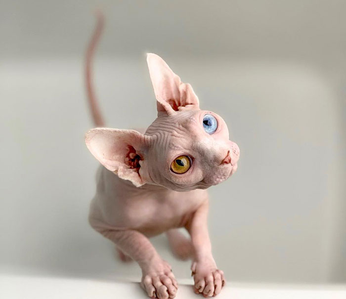 My Daughter Researched That A Sphynx Is The Best Cat For Our Family And Although I Was Hesitant At First, She Was Right My Daughter Researched That A Sphynx Is The Best Cat For Our Family And Although I Was Hesitant At First, She Was Right