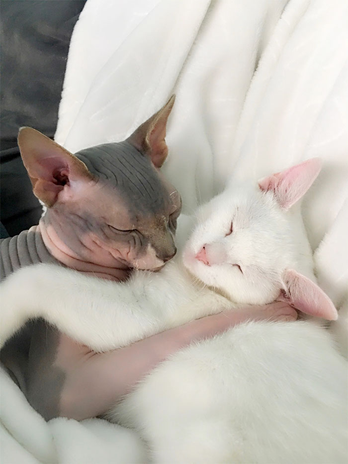 My Daughter Researched That A Sphynx Is The Best Cat For Our Family And Although I Was Hesitant At First, She Was Right