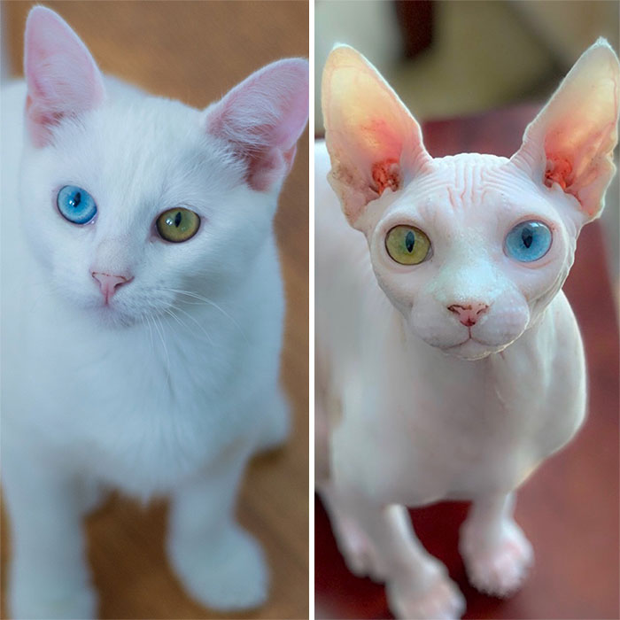 My Daughter Researched That A Sphynx Is The Best Cat For Our Family And Although I Was Hesitant At First, She Was Right