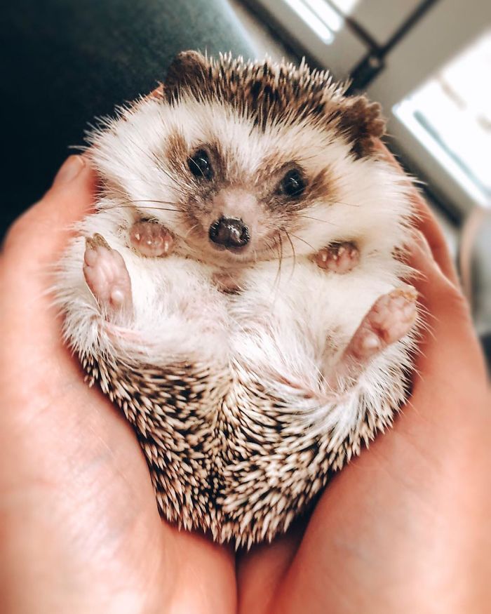This Lovely Smiling Porcupine Has 1.5 Million Followers On Your Instagram And We Are Sure You Will Be One Of Them Too