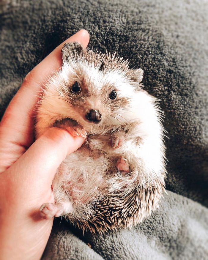 This Lovely Smiling Porcupine Has 1.5 Million Followers On Your Instagram And We Are Sure You Will Be One Of Them Too