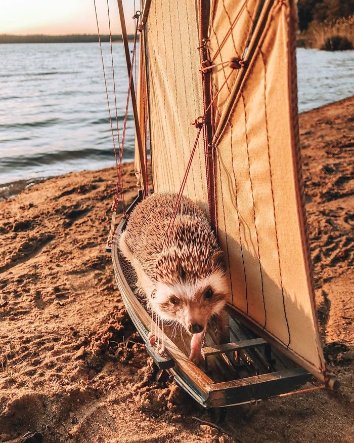 This Lovely Smiling Porcupine Has 1.5 Million Followers On Your Instagram And We Are Sure You Will Be One Of Them Too