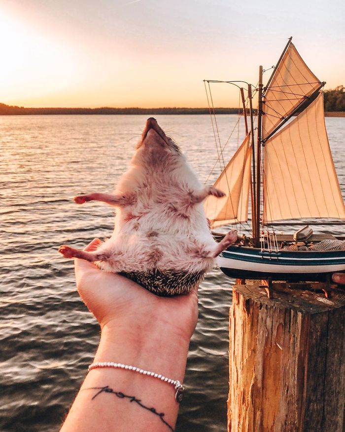 This Lovely Smiling Porcupine Has 1.5 Million Followers On Your Instagram And We Are Sure You Will Be One Of Them Too
