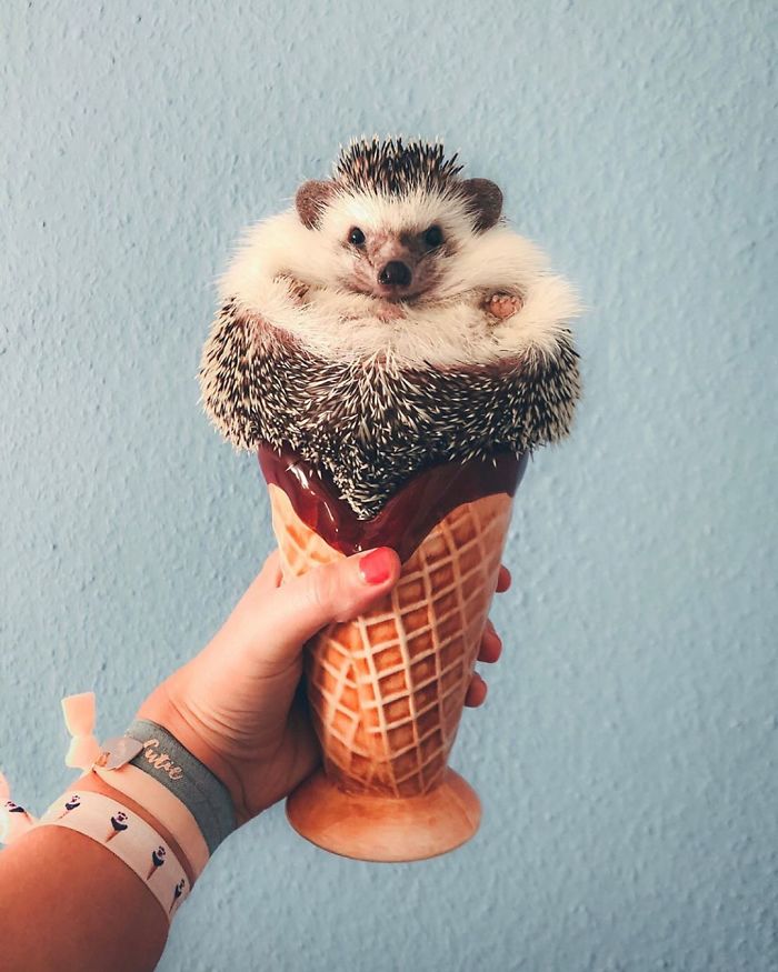 This Lovely Smiling Porcupine Has 1.5 Million Followers On Your Instagram And We Are Sure You Will Be One Of Them Too