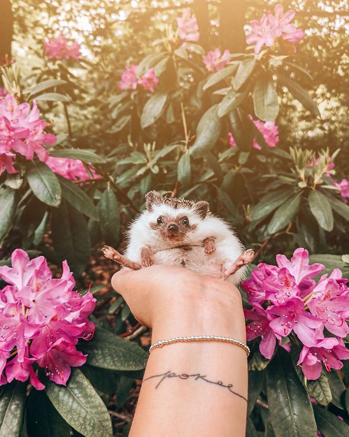 This Lovely Smiling Porcupine Has 1.5 Million Followers On Your Instagram And We Are Sure You Will Be One Of Them Too
