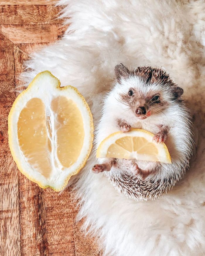 This Lovely Smiling Porcupine Has 1.5 Million Followers On Your Instagram And We Are Sure You Will Be One Of Them Too