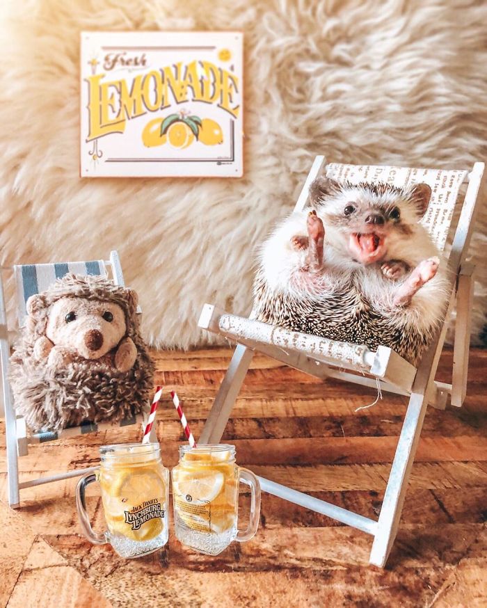 This Lovely Smiling Porcupine Has 1.5 Million Followers On Your Instagram And We Are Sure You Will Be One Of Them Too