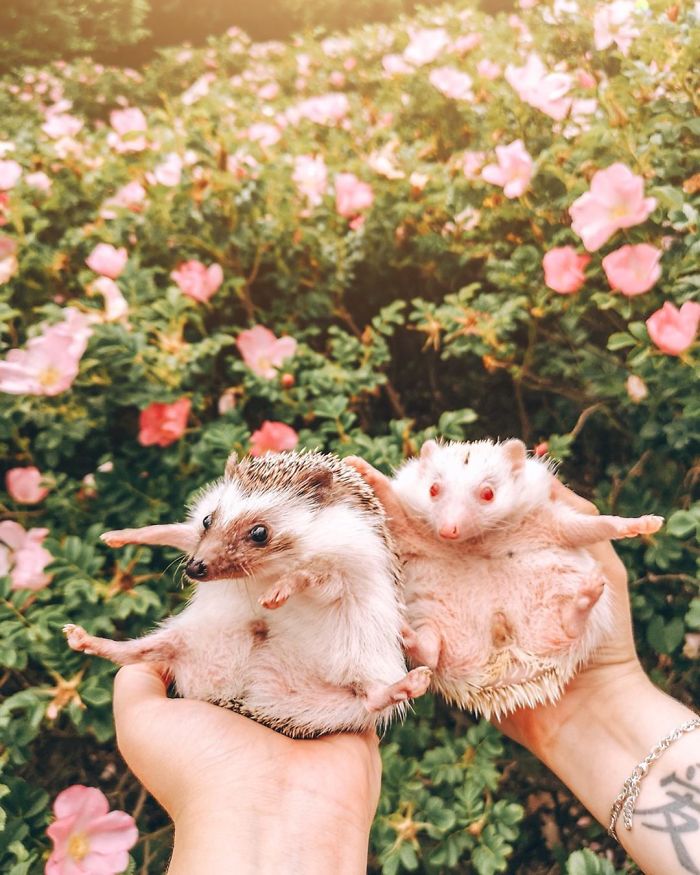 This Lovely Smiling Porcupine Has 1.5 Million Followers On Your Instagram And We Are Sure You Will Be One Of Them Too