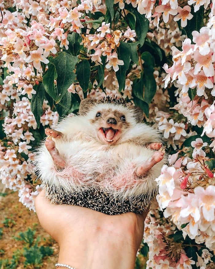 This Lovely Smiling Porcupine Has 1.5 Million Followers On Your Instagram And We Are Sure You Will Be One Of Them Too