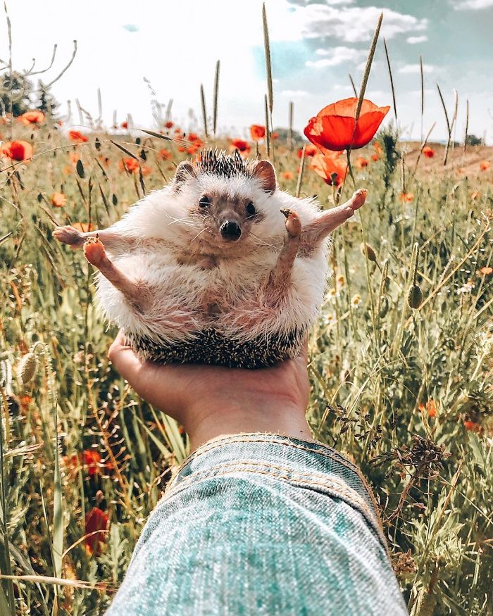 This Lovely Smiling Porcupine Has 1.5 Million Followers On Your Instagram And We Are Sure You Will Be One Of Them Too