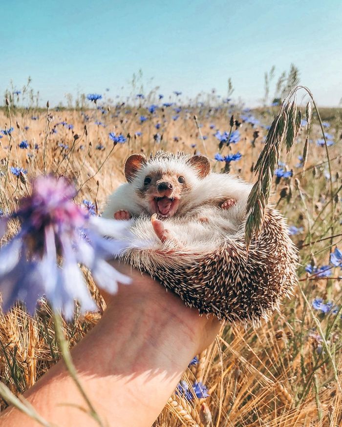 This Lovely Smiling Porcupine Has 1.5 Million Followers On Your Instagram And We Are Sure You Will Be One Of Them Too