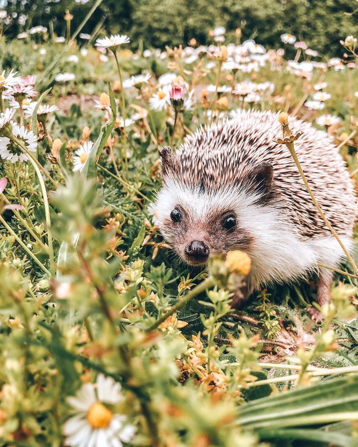 This Lovely Smiling Porcupine Has 1.5 Million Followers On Your Instagram And We Are Sure You Will Be One Of Them Too