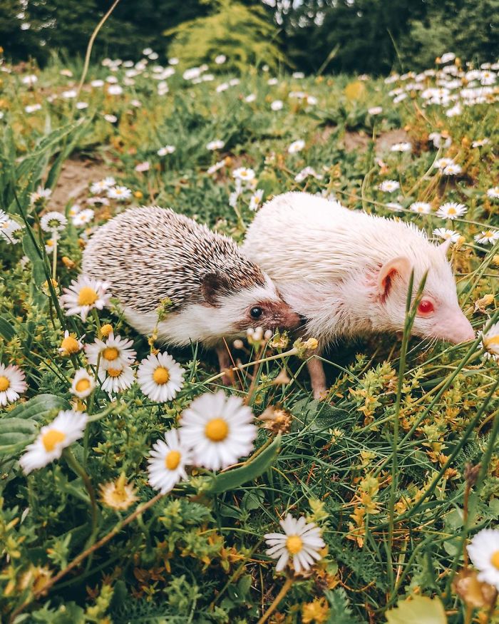This Lovely Smiling Porcupine Has 1.5 Million Followers On Your Instagram And We Are Sure You Will Be One Of Them Too
