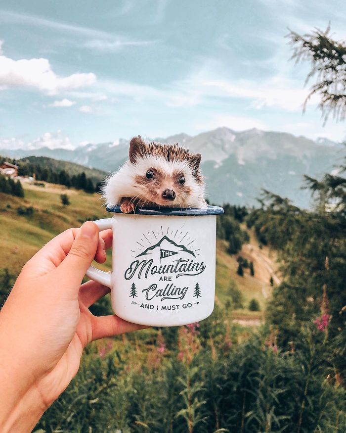 This Lovely Smiling Porcupine Has 1.5 Million Followers On Your Instagram And We Are Sure You Will Be One Of Them Too