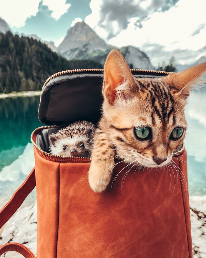 This Lovely Smiling Porcupine Has 1.5 Million Followers On Your Instagram And We Are Sure You Will Be One Of Them Too