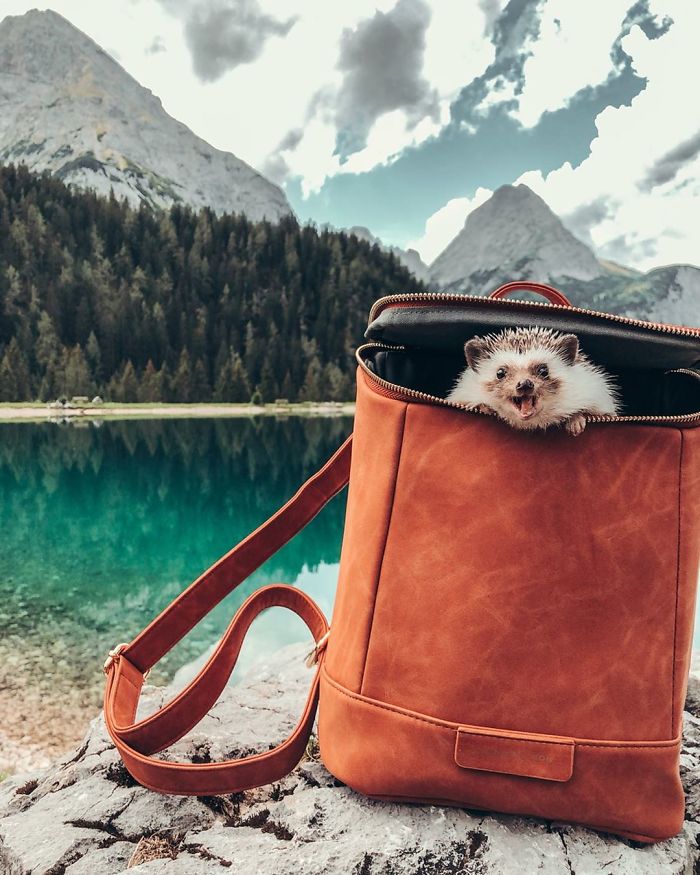 This Lovely Smiling Porcupine Has 1.5 Million Followers On Your Instagram And We Are Sure You Will Be One Of Them Too