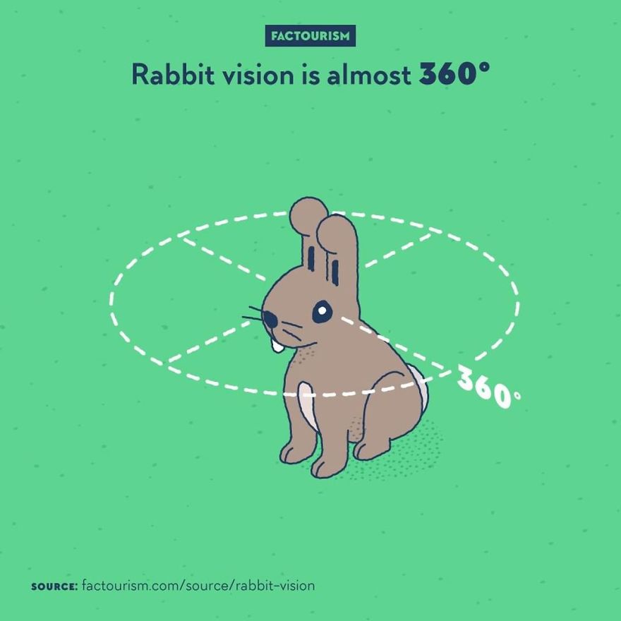 We Love Strange Facts And Decided To Draw Our Favourites. Here Are 30 Of Them.