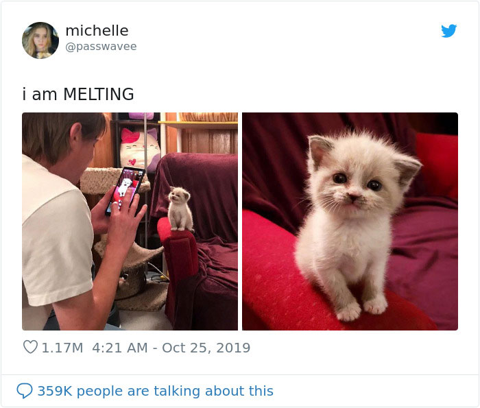 Foster Kitty Gives The Cutest Smile During A Photoshoot And It Takes Over The Internet