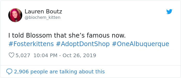 Foster Kitty Gives The Cutest Smile During A Photoshoot And It Takes Over The Internet