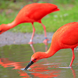 briannaliang0806 avatar