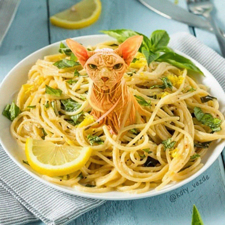 Animals-Photoshopped-Cats-Koty-Vezde