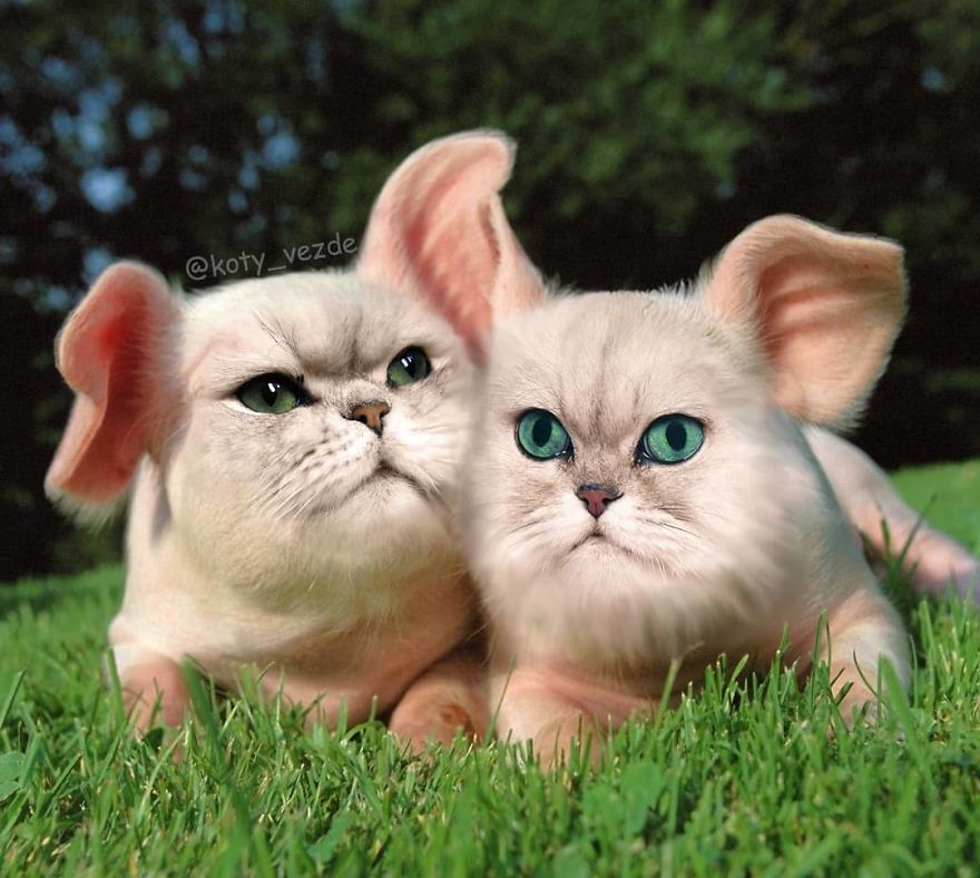 Animals-Photoshopped-Cats-Koty-Vezde