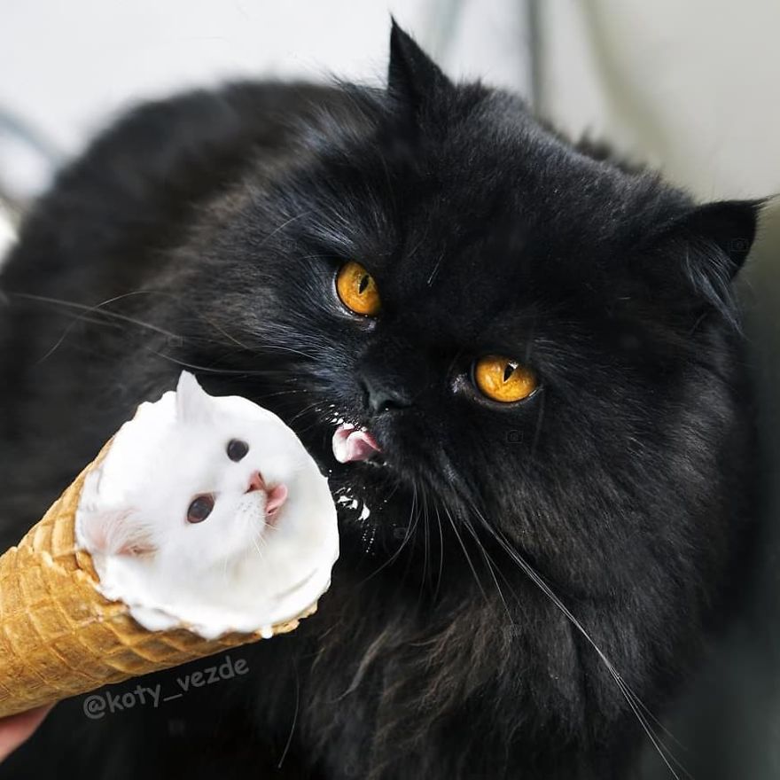 Animals-Photoshopped-Cats-Koty-Vezde