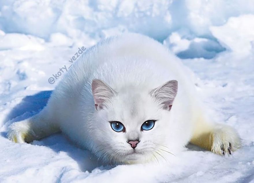 Animals-Photoshopped-Cats-Koty-Vezde