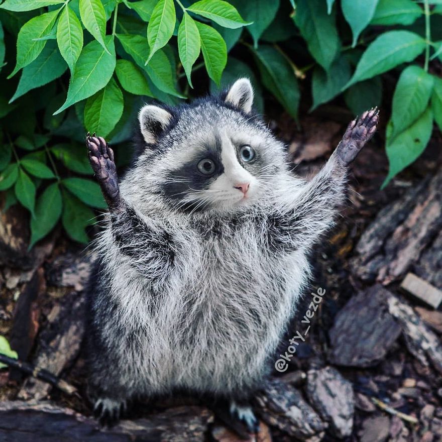 Animals-Photoshopped-Cats-Koty-Vezde