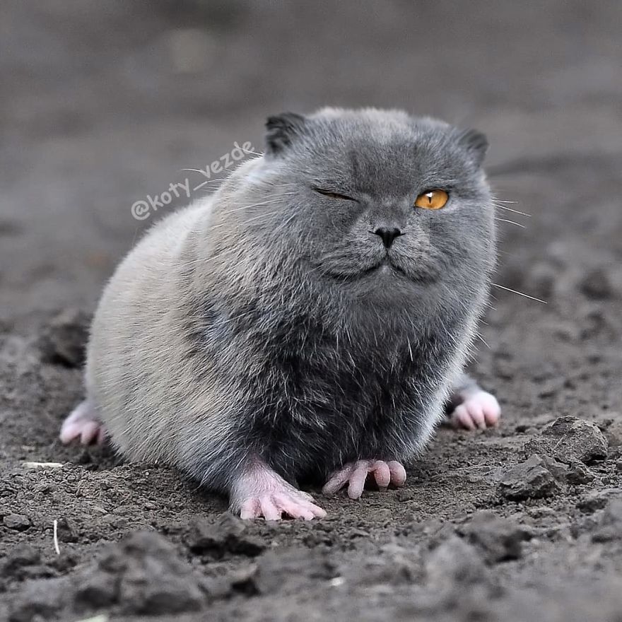 Animals-Photoshopped-Cats-Koty-Vezde