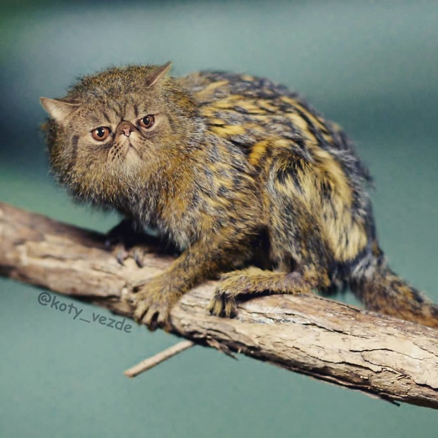 Animals-Photoshopped-Cats-Koty-Vezde