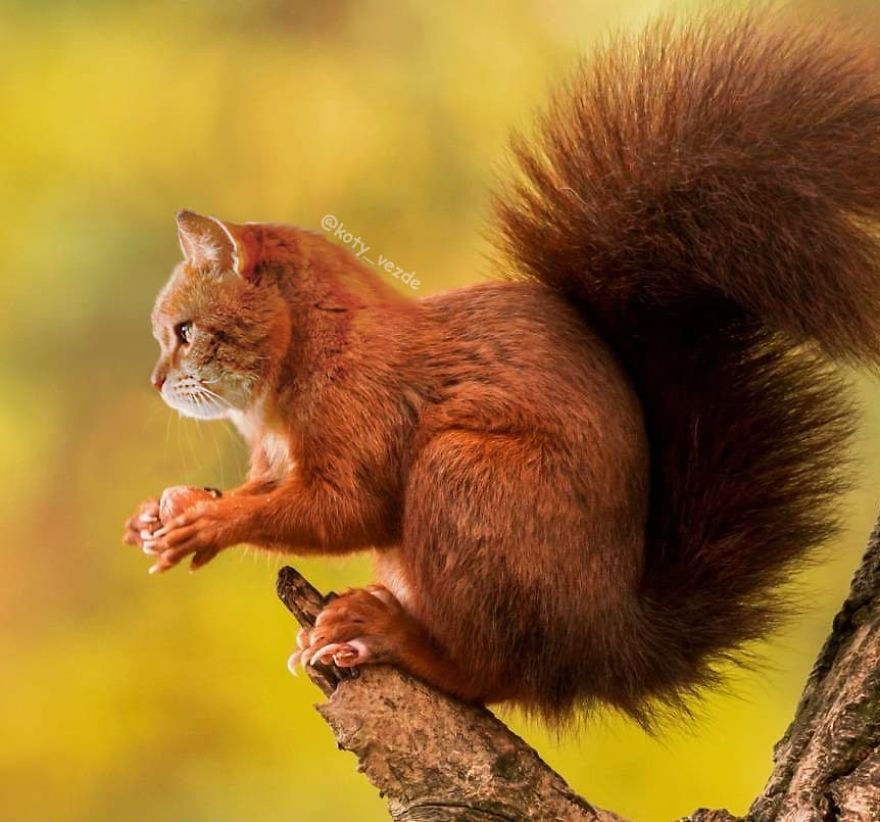 Animals-Photoshopped-Cats-Koty-Vezde