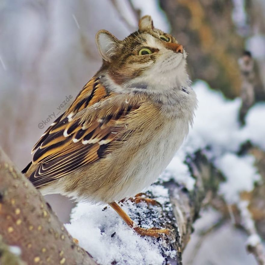 Animals-Photoshopped-Cats-Koty-Vezde