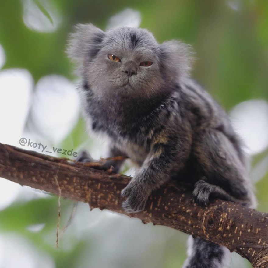 Animals-Photoshopped-Cats-Koty-Vezde