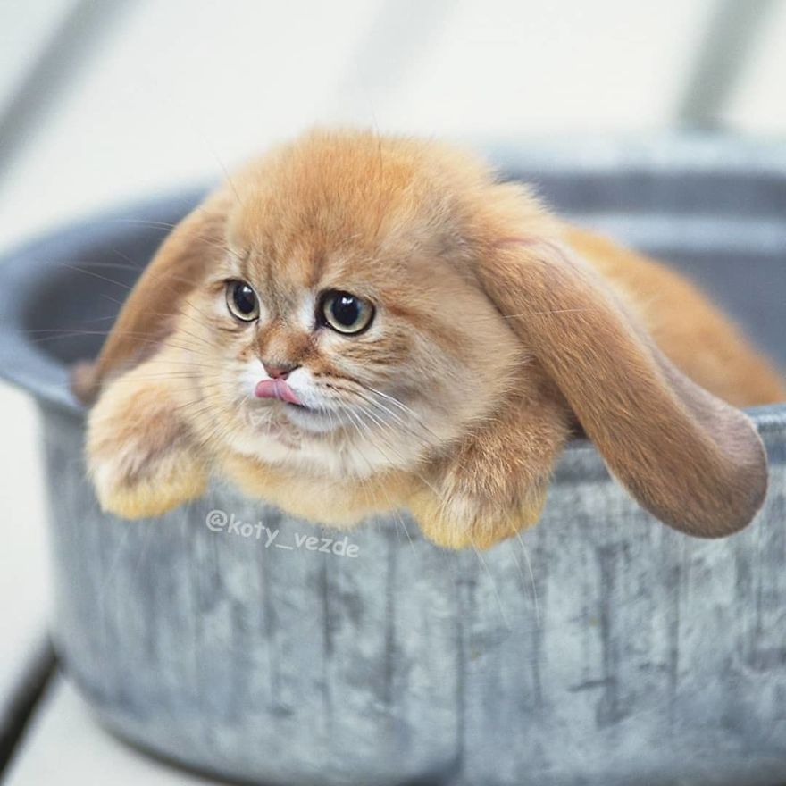 Animals-Photoshopped-Cats-Koty-Vezde