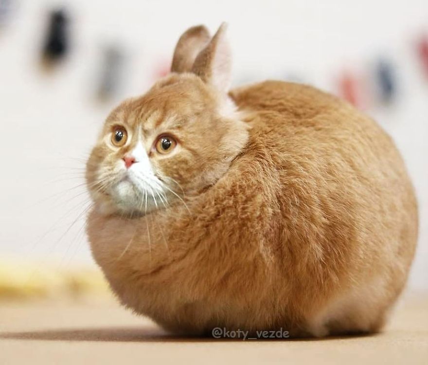 Animals-Photoshopped-Cats-Koty-Vezde