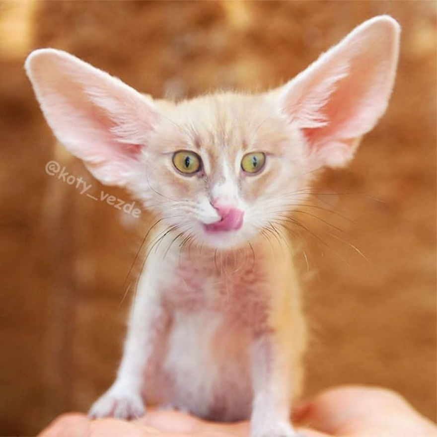 Animals-Photoshopped-Cats-Koty-Vezde