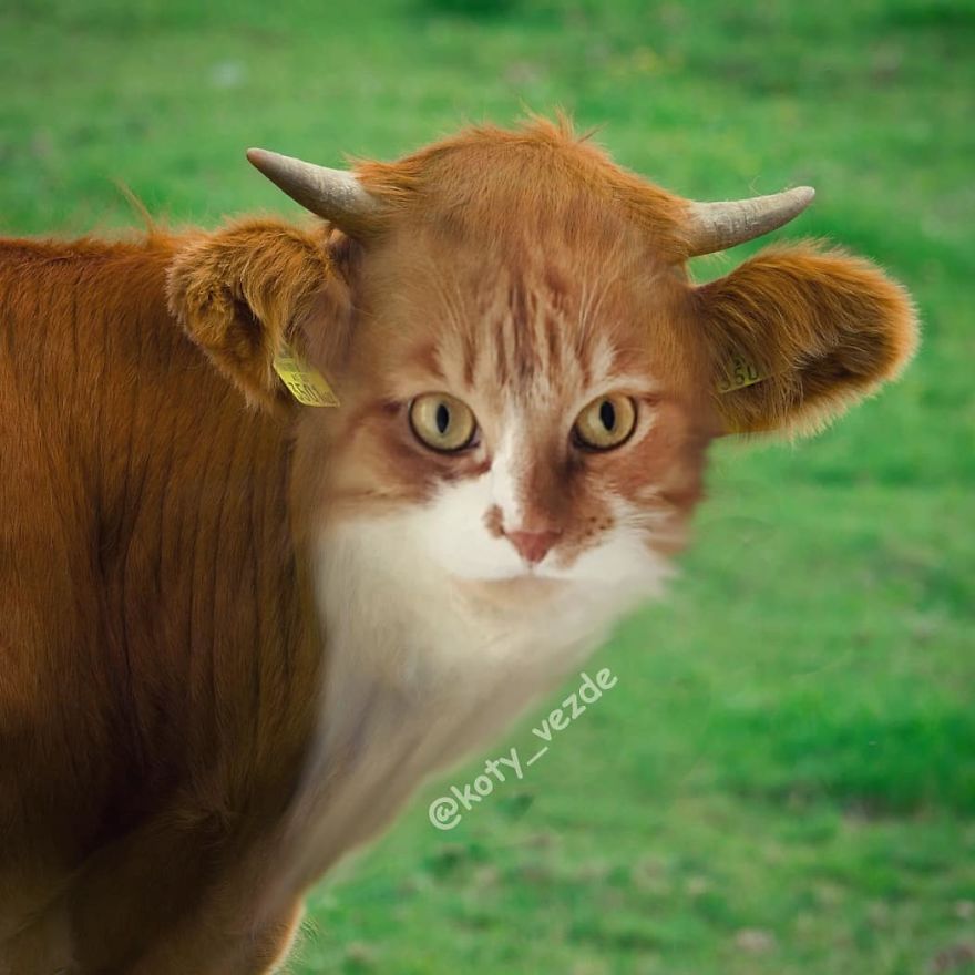 Animals-Photoshopped-Cats-Koty-Vezde