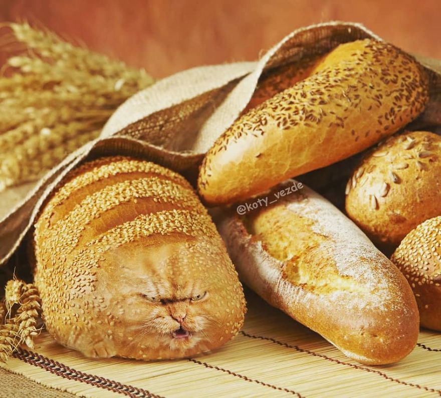 Animals-Photoshopped-Cats-Koty-Vezde